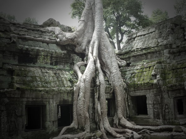 Apparently the tree from Lara Croft
