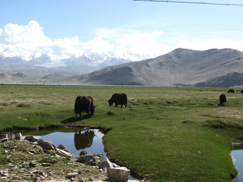 yaks grazing on Pamir Plateau