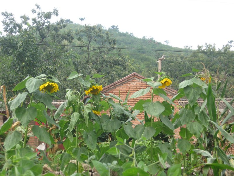 village sunflowers