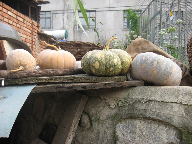 harvested melons