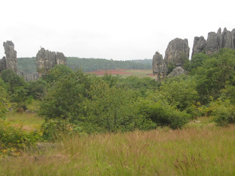 the Stone Forest