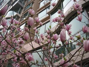 magnolias blooming