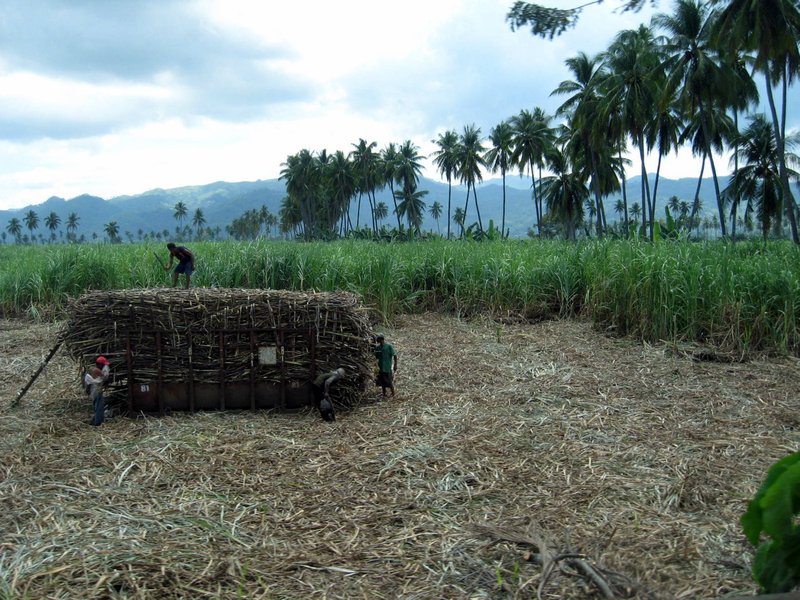 loading sugar cane