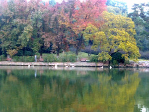 swans & autumn colours