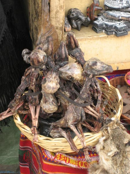 Llama foetuses at the Witches Market