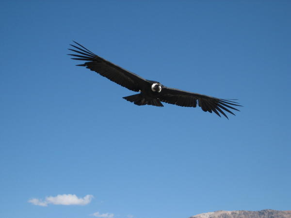 Condor at the Colca Canyon