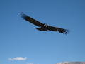 Condor at the Colca Canyon