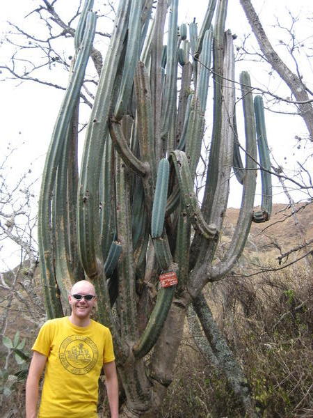 Hallucigenic cactus