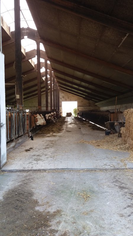 Cows eating grain in a huge barn