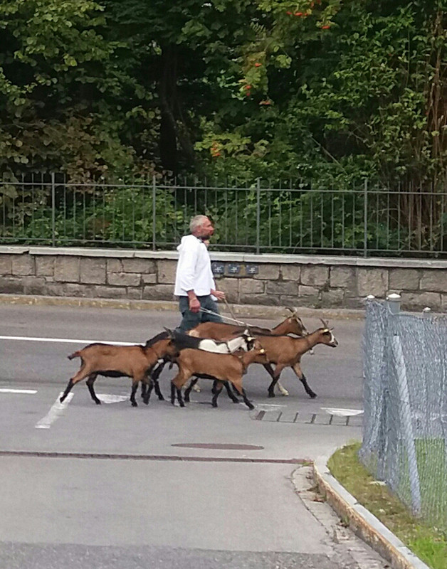 A little flock of goats leading the cows