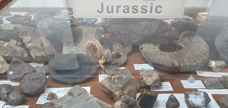 Some Jurassic fossils