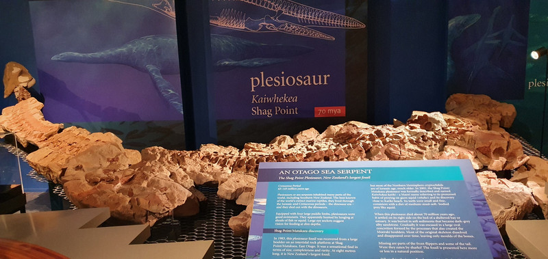 A huge pleisosaur fossil