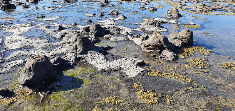 Fossil Forest at Curio Bay