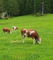 Grazing cows with bells 