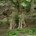 Wolves at the Alpen Zoo