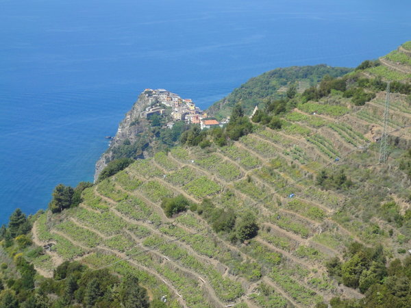 Steep vineyards