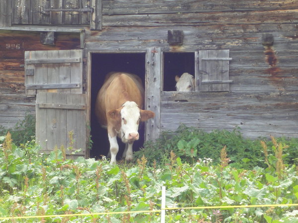 A cow shelter