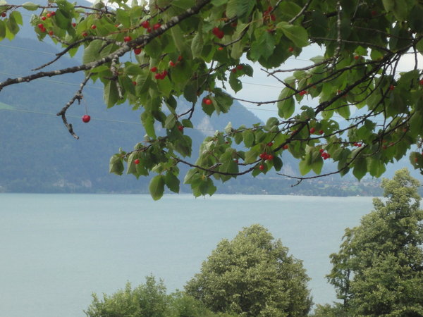 Cherry trees overlooking Lake Thun