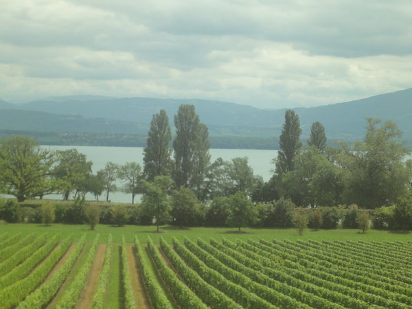 Vineyards along Lake Geneva