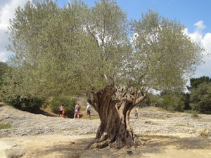 906 year old olive tree
