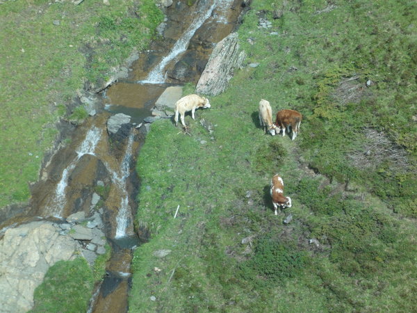 Cows by a stream under the First Cable Cars