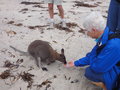 Our encounter with a wallaby