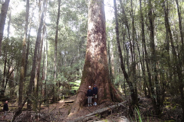 These are very tall gum trees