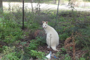 The White Wallaby
