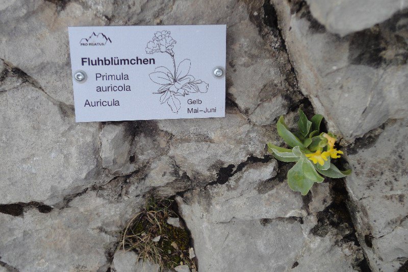 Mountain flowers and signs