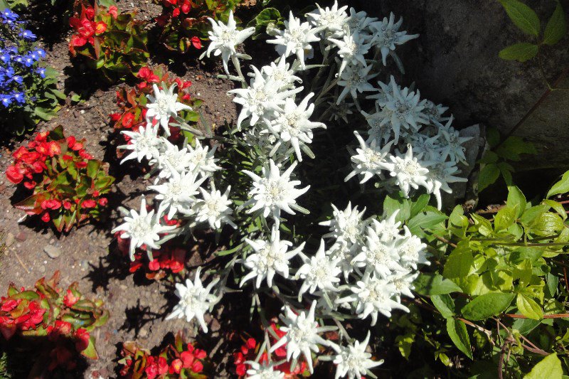 Edelweiss in the cemetery