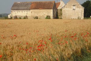 Poppies amongst the barley