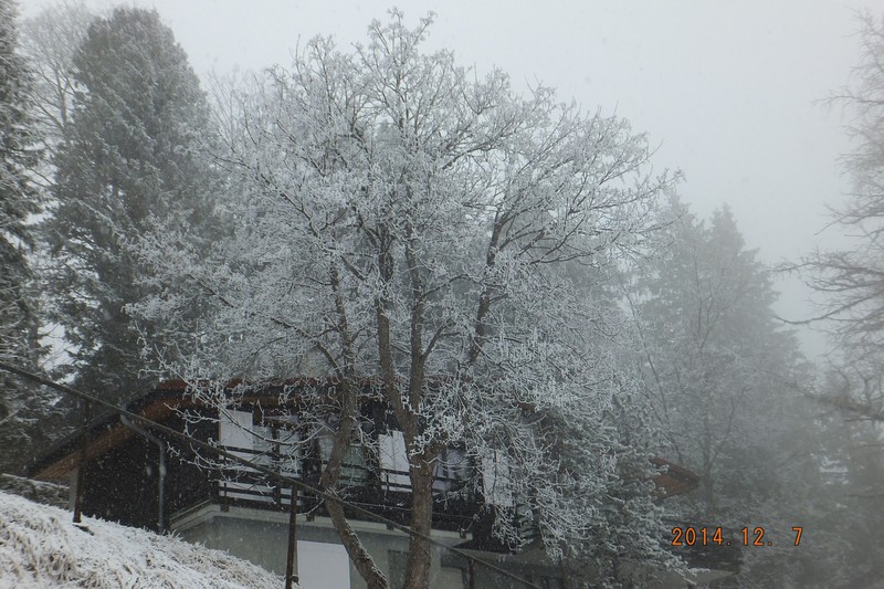 A snow coated tree