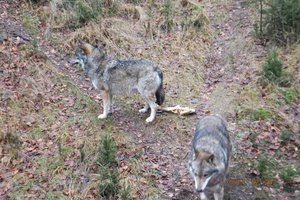Wolves at the Falkenstein Wilderness Park at Ludwigthal