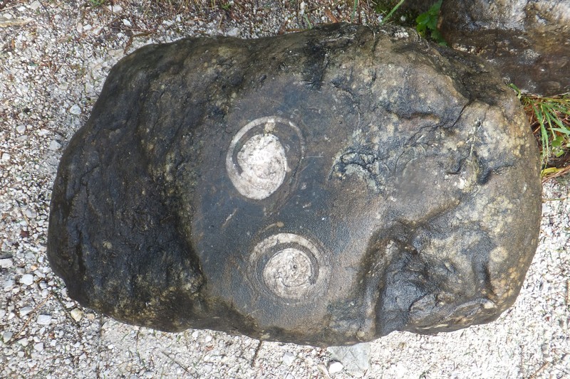 Fossils from the Gossau region