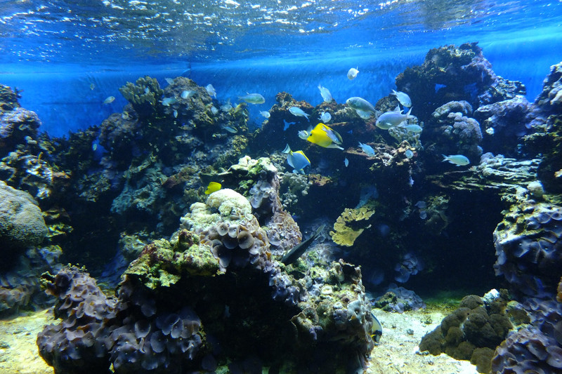 The Aquarium Stanley Park