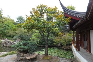 The Chinese Garden