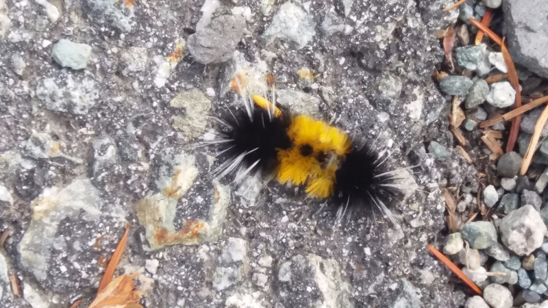 A strange caterpillar