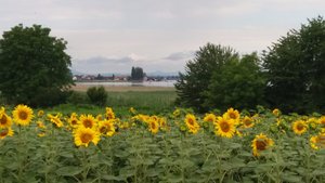 Sunflowers and the Bodensee