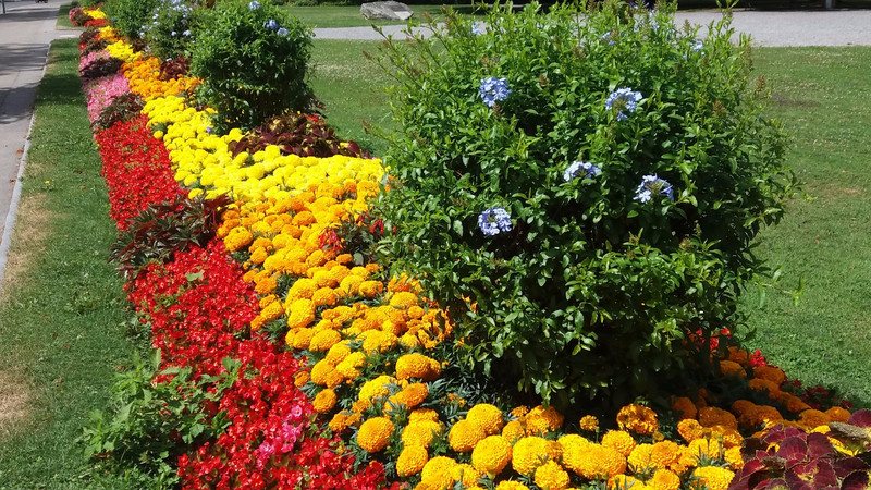 Garden flowers at Arbon