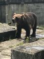 Big brown bear in the Bern bear pit
