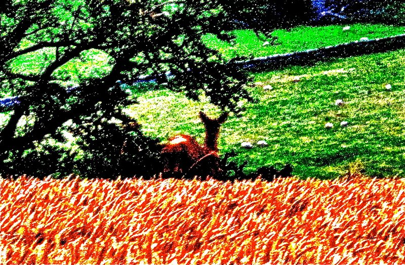 Bounding Deer thru wheatfield