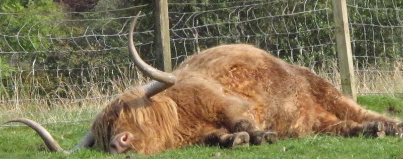 Hamish the Highland Bull