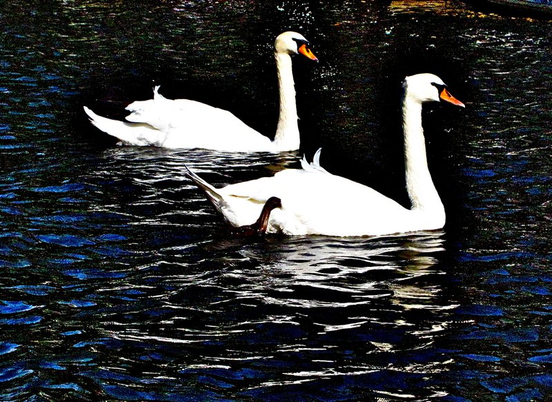 Swans....