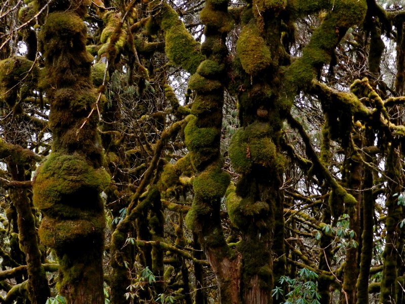 Moss forest.