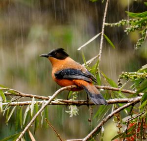Bird in the pouring rain
