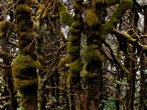 Moss forest.