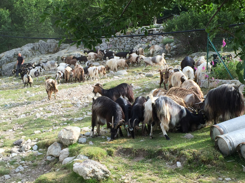 Goats dairy - Refuge de l'Onda