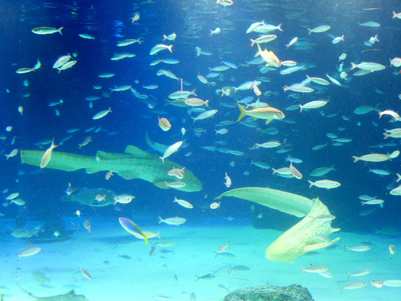 aquarium 036