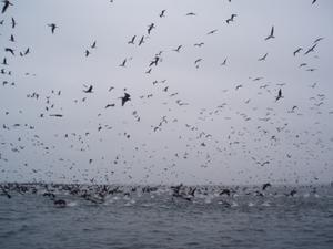 loads of birds that all flew over us on the way back to the port