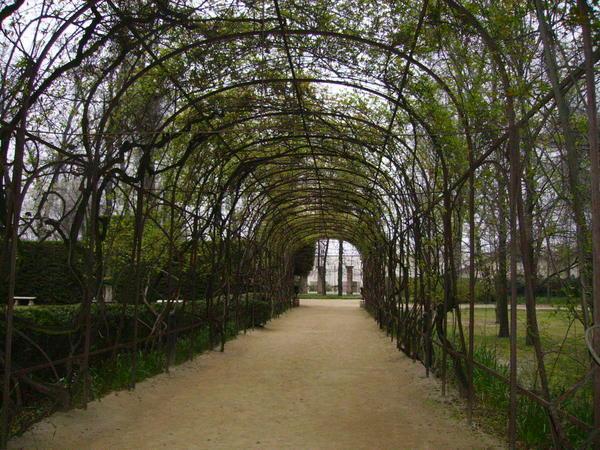 Archway of vines